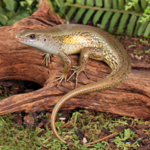 we have Sun Skink for sale.