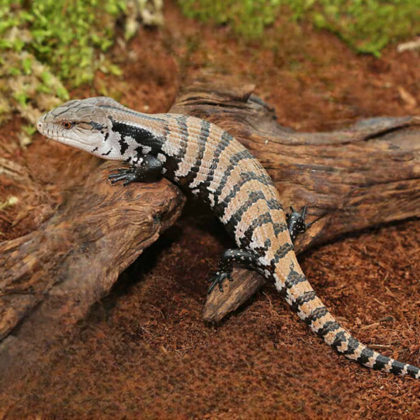 Baby Merauke Blue Tongue Skink for sale. - Image 4