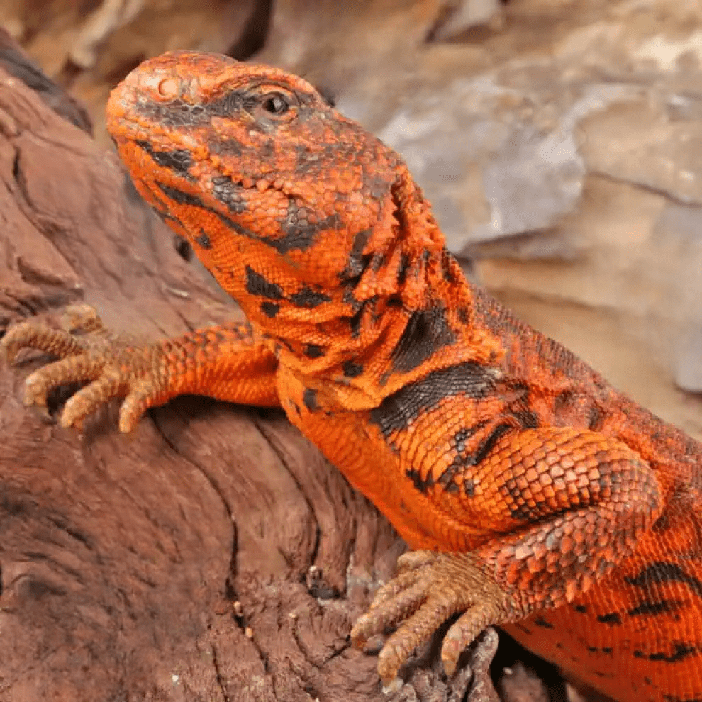 Super Red Uromastyx for sale