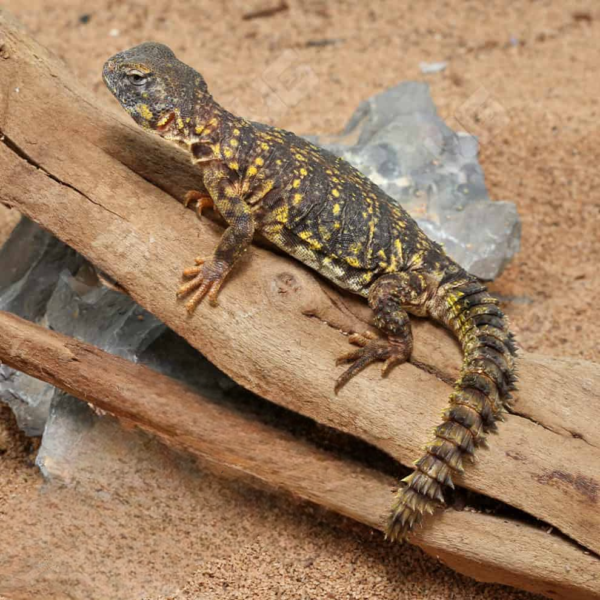 Baby Yellow Uromastyx for sale. - Image 2