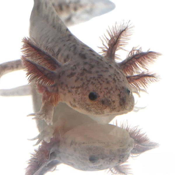 Axanthic Axolotl