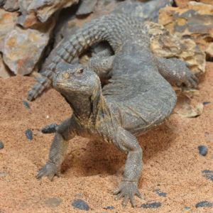 Adult Egyptian Uromastyx for sale.