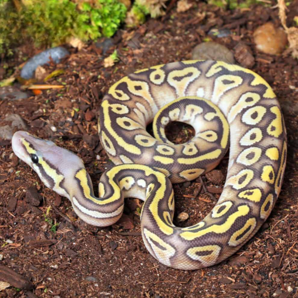 Baby Ghost Mojave Ball Python for sale