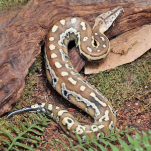 Baby Sumatran Blood Python for sale.