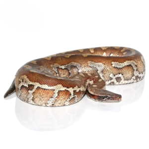 Sub-Adult Sumatran Blood Python for sale.