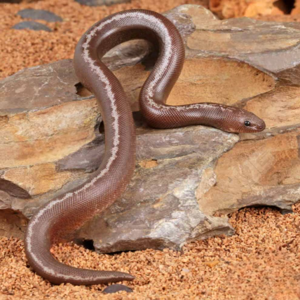 Baby Anery Striped Kenyan Sand Boa - Image 5