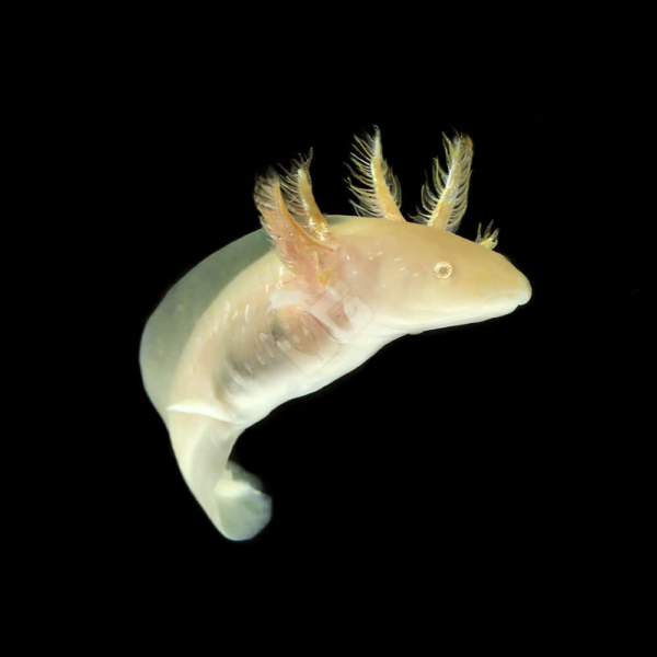 Golden Albino Axolotl