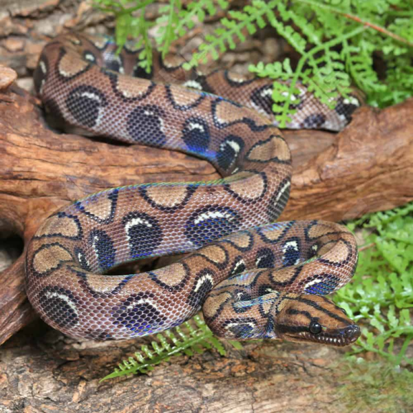 Here's Viper Boa for sale. - Image 5
