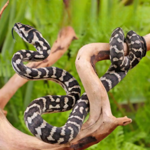 Baby Jungle Carpet Python