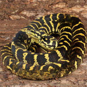 Adult High Yellow Jungle Carpet Python