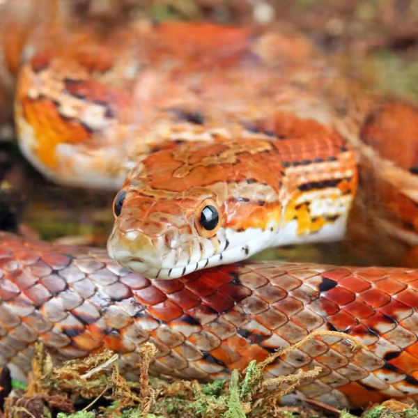 Adult Classic Cornsnake for sale. - Image 4