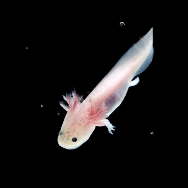 Leucistic Axolotl