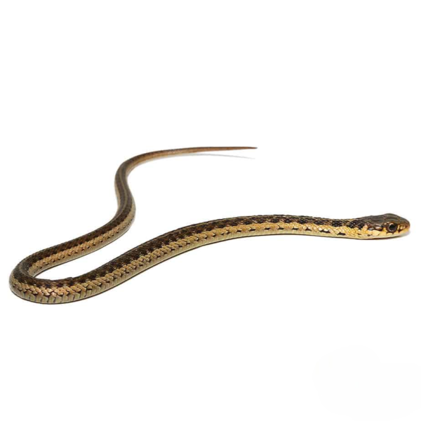 Baby Eastern Garter Snake - Image 4