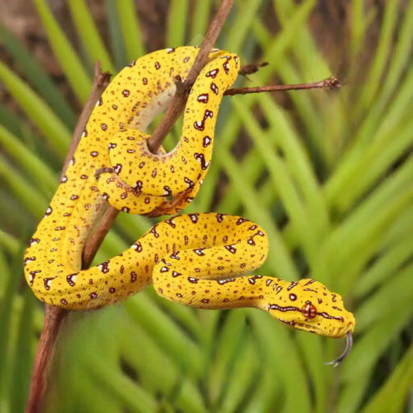 Baby Biak Green Tree Python - Image 3