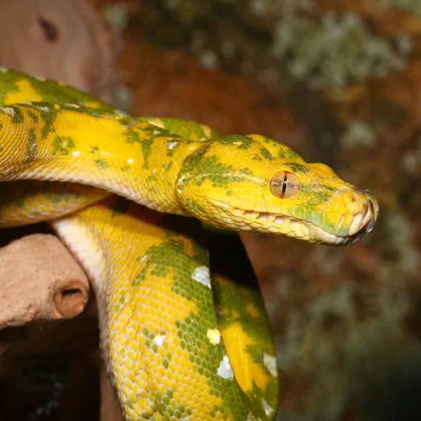Biak Green Tree Python - Image 2