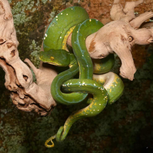 Jayapura Green Tree Python