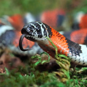 Baby Tricolor Hognose Snake