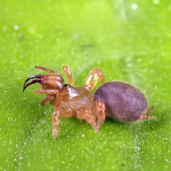 Thai Purse Web Spider (Sling)