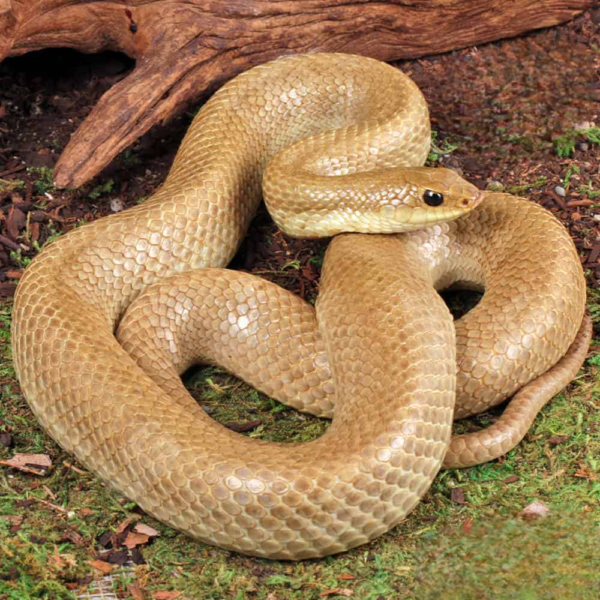 Female Madagascar Blonde Hognose Snake