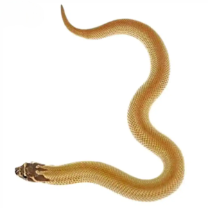 Baby Super Anaconda Western Hognose Snake