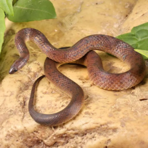 Suriname Ground Snake for sale.