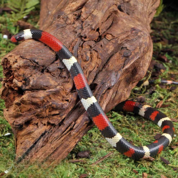 Baby Scarlet Kingsnake for sale. - Image 5