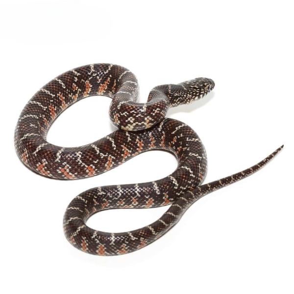 Baby Florida Kingsnake for sale. - Image 4
