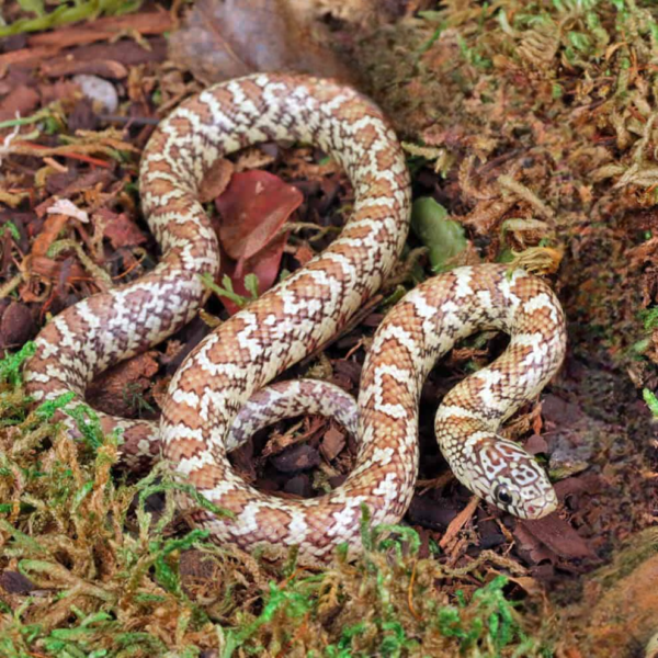 Hyperaxanthic Florida Kingsnake for sale. - Image 2