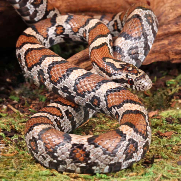 Eastern Milksnake for sale.