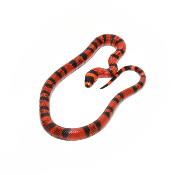 Tangerin Honduran Milksnake for sale. - Image 3