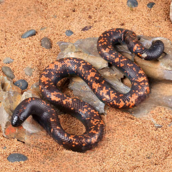 Juvenile Calabar Python for sale.