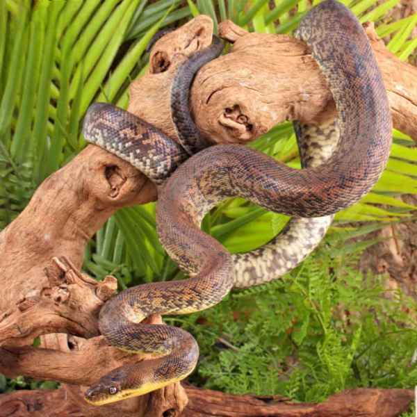 Macklot’s Python for sale. - Image 5