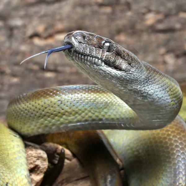9+ Foot Female Papuan Python