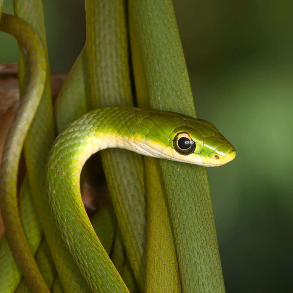 Rough Green Snake for sale. - Image 4
