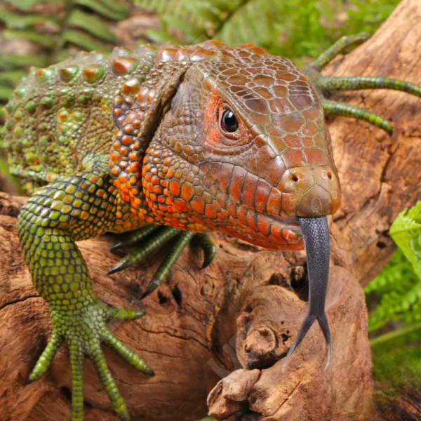 Baby Caiman Lizard for sale. - Image 2