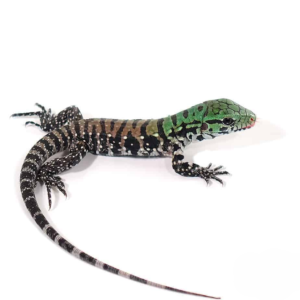 Chacoan White Headed Tegu