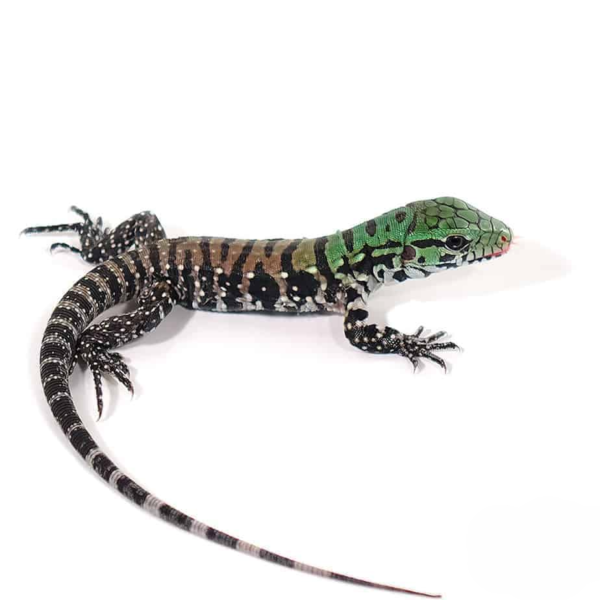 Chacoan White Headed Tegu