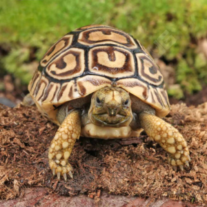 Baby Leopard Tortoise available for sale.