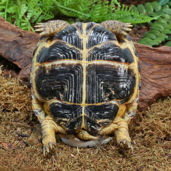 Russian Tortoise for sale. - Image 5