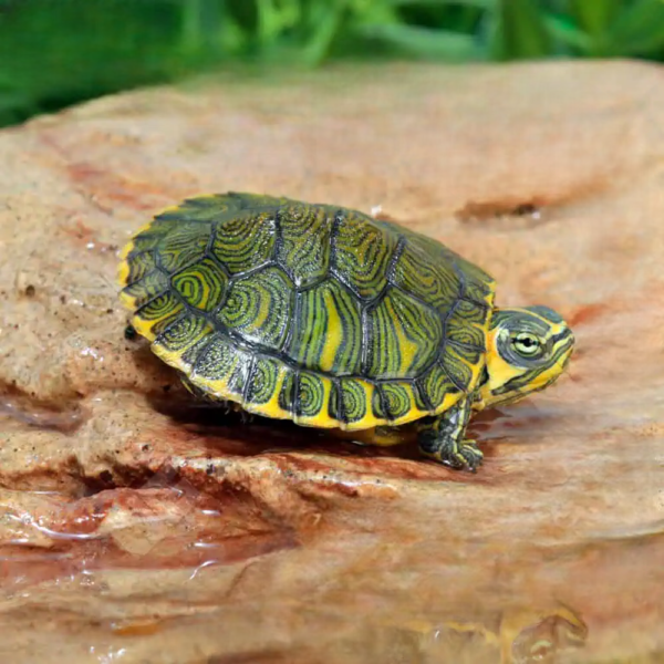 Baby Yellowbelly Slider Turtle - Image 5