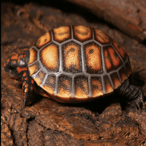 Female Sub Cherry Head Redfoot Tortoise - Image 5