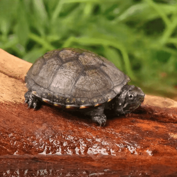 Baby Eastern Mud Turtle for sale. - Image 5