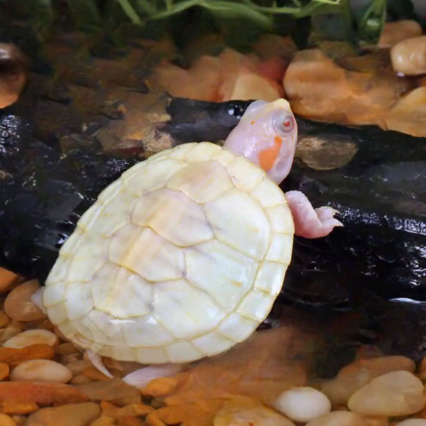 Baby Leubino Red Ear Slider Turtle