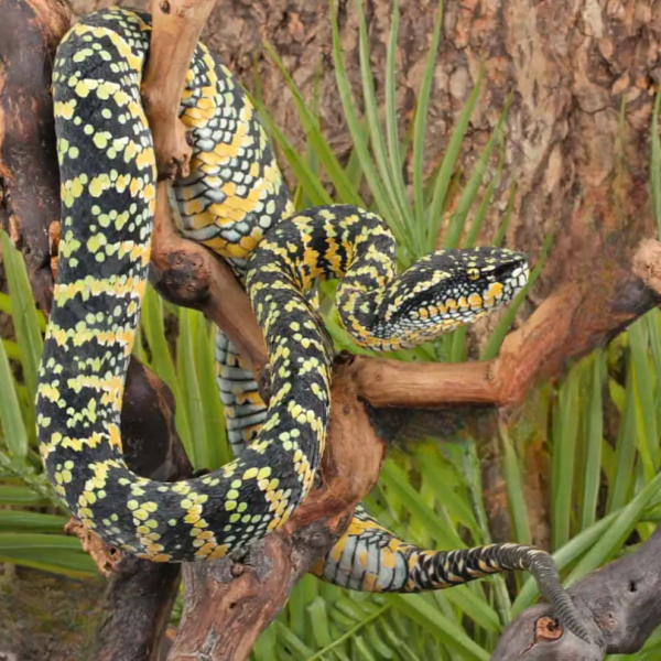 Adult Female Sulawesi Wagler’s Viper - Image 5