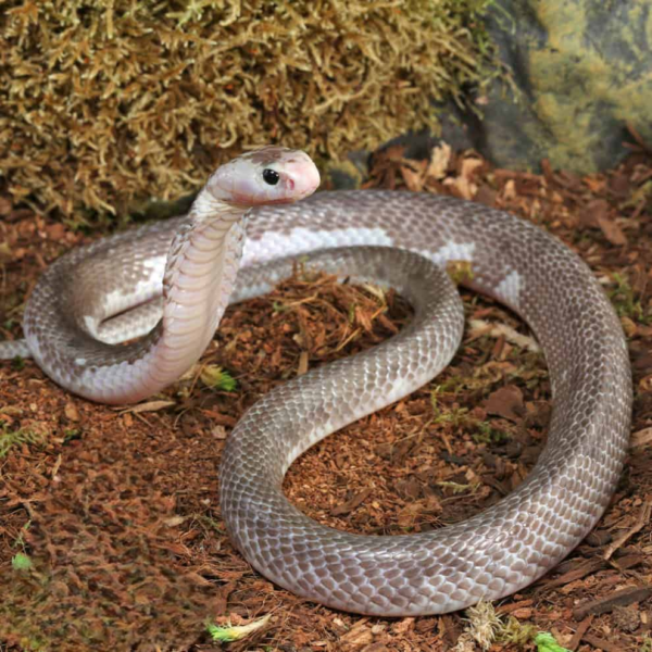 Male Pied Indonesian Spitting Cobra - Image 4
