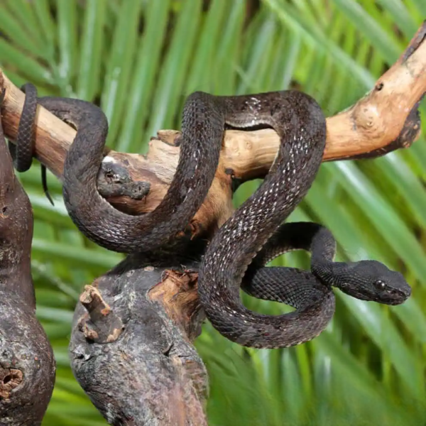 Purple Spotted Pit Viper for sale. - Image 5
