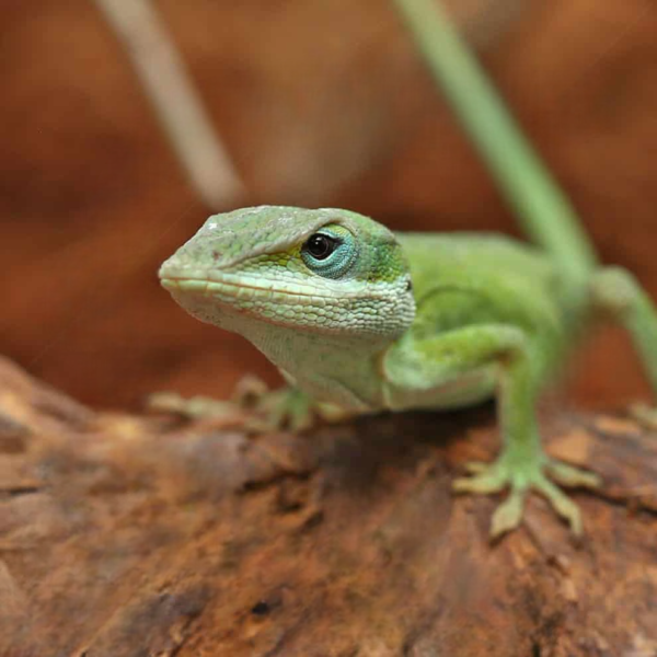 we have Green Anole for sale. - Image 2