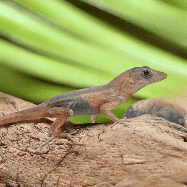 Translucent Anole for sale.