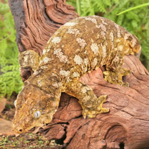 Crested & New Caledonia Geckos