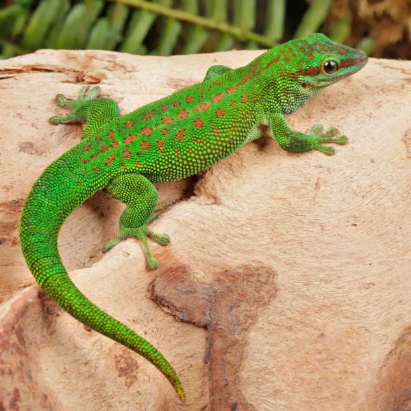 Madagascar Day Gecko